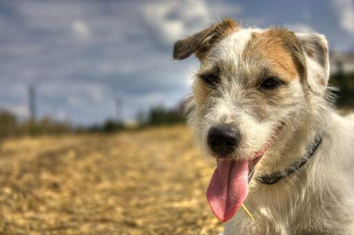 Een parson russell terrier's prachtige flaporen en korte, pezige neus