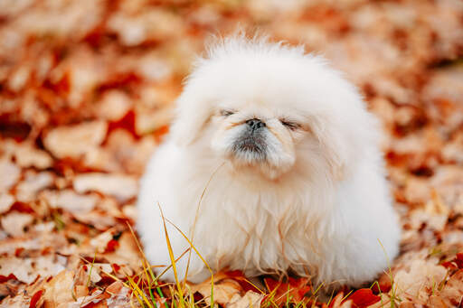 Een pekingees met een mooie, dikke witte vacht die buiten wat beweging krijgt