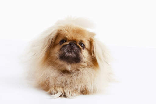 Een jonge pekingees met een heerlijk zachte, lange vacht