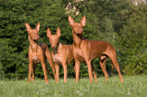 Drie faraohonden die hun prachtige spitse oren laten zien