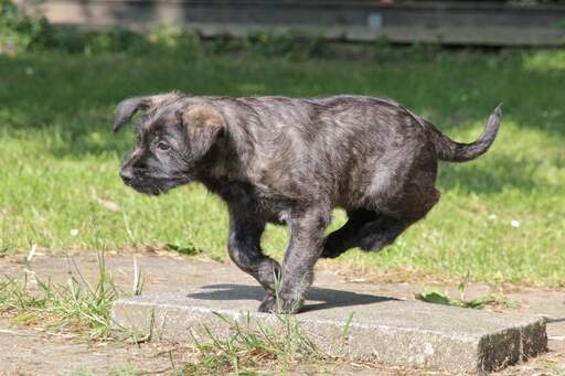 Een mooie kleine donkere vacht picardy herdershond pup rennend op volle snelheid