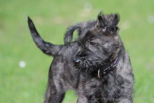 Een mooie kleine picardy schaapshond puppy met een vieze bruine baard