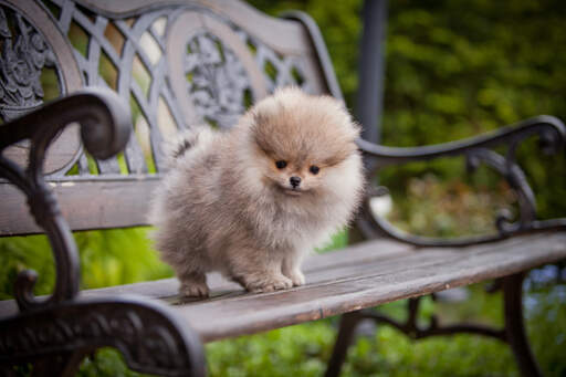 Een mooie, jonge pomeranian puppy met een prachtige, dikke, zachte vacht