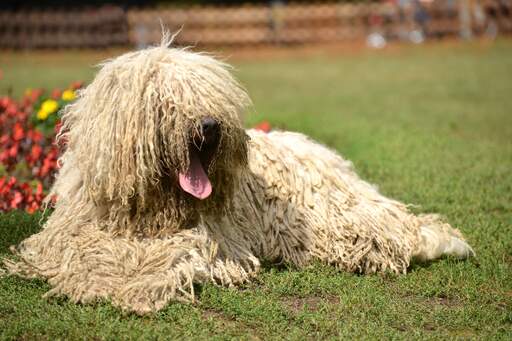 Een komondor met een lange, dikke vacht die op het gras ligt en een verdiende rust heeft