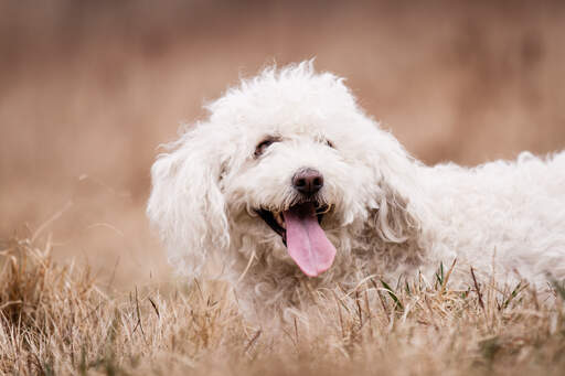 Een komondor met een korte, krullende, witte vacht spelend in het gras