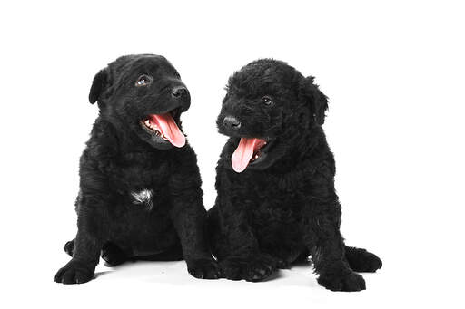 Twee prachtige, kleine puli puppies zitten naast elkaar, hijgend