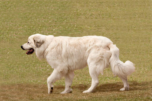 Een pyreneese berghond wandelend, met een lange, dikke witte vacht