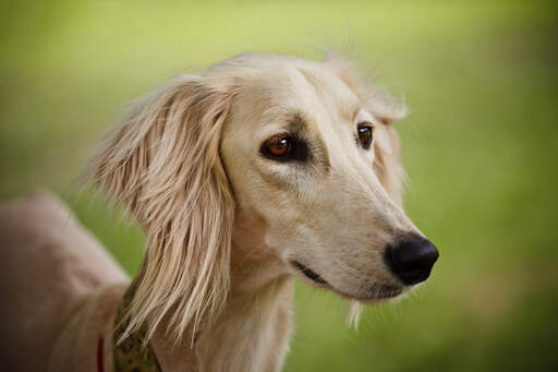 Een close up van een saluki's mooie lange neus en zachte oren