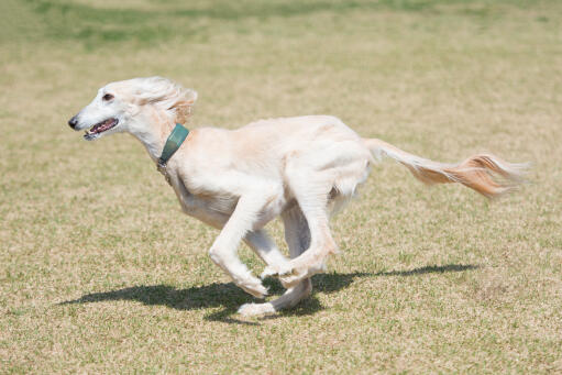 Een gezonde volwassen saluki rent op volle snelheid over het gras