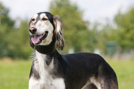 Een mooie, lange saluki wachtend op een commando van zijn baasje