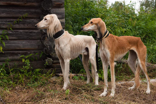 Twee gezonde volwassen saluki's elk met een mooie, slanke lichaamsbouw