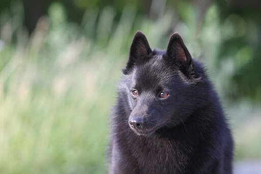 Een close up van een schipperke's mooie kleine ogen en dikke zachte vacht