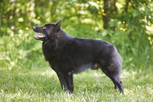 Een gezond volwassen schipperke, groot, pronkend met zijn prachtige lichaamsbouw