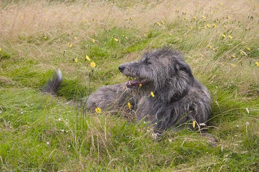 Een mooie, draadharige schotse hertenhond die in het gras ligt