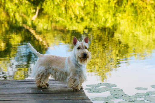 Een scottish terrier's ongelooflijke puntige oren en smerige baard