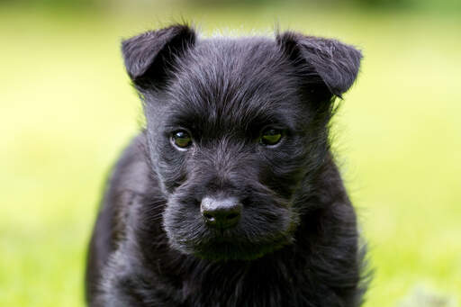 Een close up van de mooie kleine oortjes en de draadachtige vacht van een schotse terriër puppy