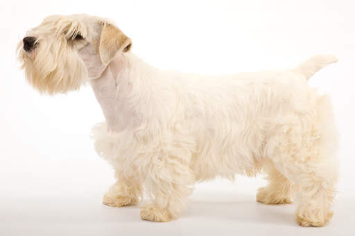 Een mooie, volwassen sealyham terrier pronken met zijn korte lichaam en dikke, zachte vacht