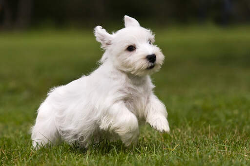 Een prachtige kleine sealyham terrier puppy die over het gras huppelt