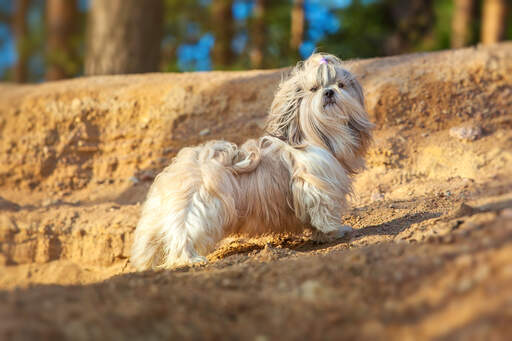 Een shih tzu met een ongelooflijk lange vacht die pronkt met zijn mooie, korte poten