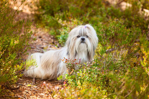 Een mooie, kleine shih tzu die zijn hoofd uit het kreupelhout steekt