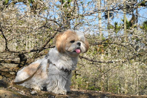 Een volwassen shih tzu die geduldig zit te wachten op wat aandacht