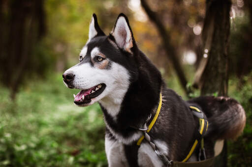 Het mooie witte gezicht en de dikke zwarte vacht van een siberische husky