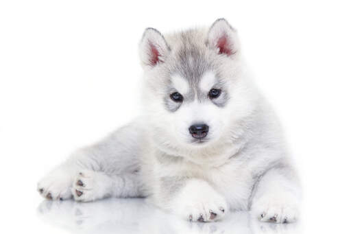 Een prachtige siberische husky pup die zijn poten rust