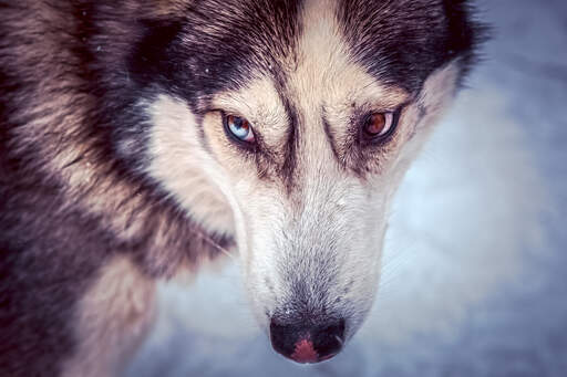 Een close up van de mooie grote ogen van een siberische husky