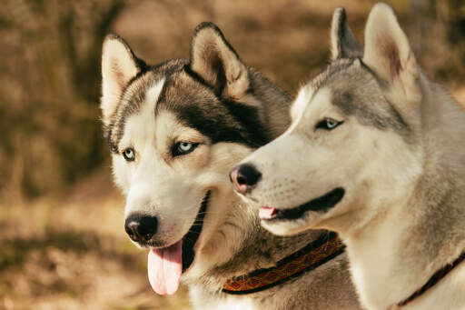 Een close up van de ongelooflijke blauwe ogen en grote gespitste oren van een siberische husky