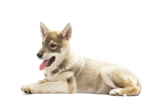 Een opgroeiende siberische husky pup, netjes liggend, wachtend op wat aandacht