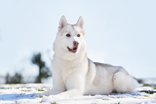 Een gezonde volwassen siberische husky met een ongelooflijk dikke, witte vacht