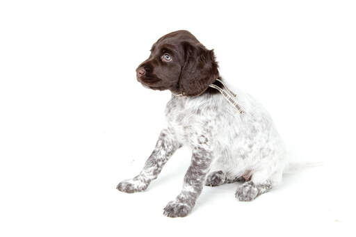 Een lief klein munsterlander pupje met een wit lijfje en een bruin hoofdje