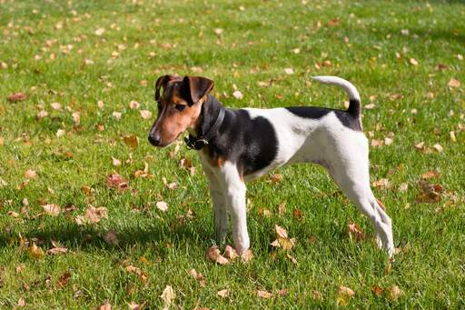 Een prachtige kleine gladde fox terrier pronkend met zijn korte lichaam en lange poten