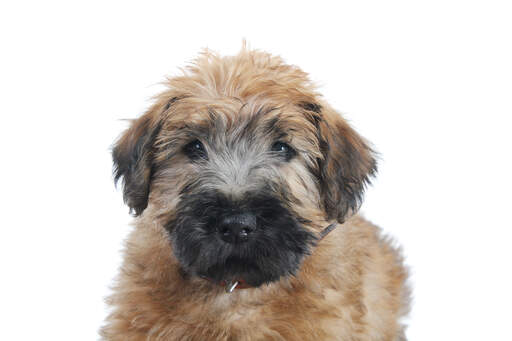 Het mooie gezichtje en de flaporen van een zachtharige wheaten terrier puppy