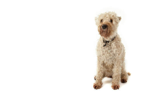 Een zachtharige wheaten terrier met een witte, strak gekrulde vacht