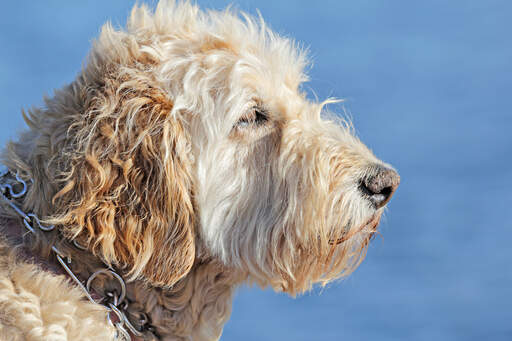 Een close up van de prachtige baard van een zachtharige wheaten terrier