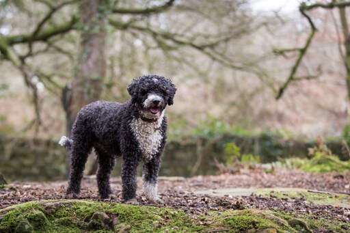 Een gezonde volwassen spaanse waterhond, groot, pronkend met zijn prachtige lichaamsbouw