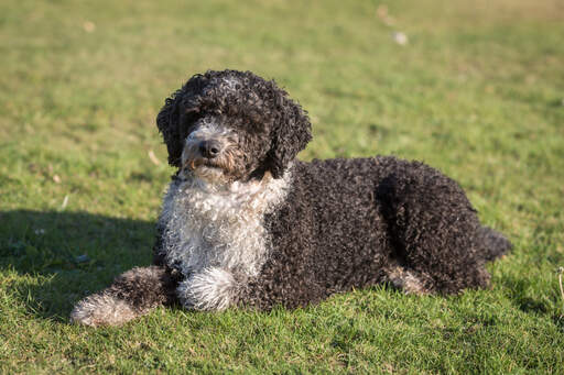 Een wit met bruine spaanse waterhond liggend in het gras