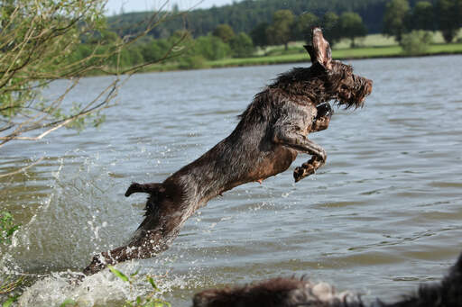 Een gezonde volwassen spinone italiano die in het water spartelt