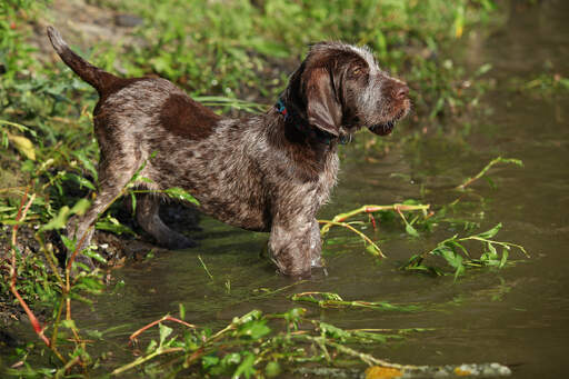 Een lieve, kleine spinone italiano opgewonden om in het water te gaan