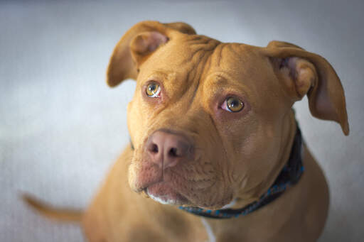 Een close up van een staffordshire bull terrier's mooie naar achter geduwde oren