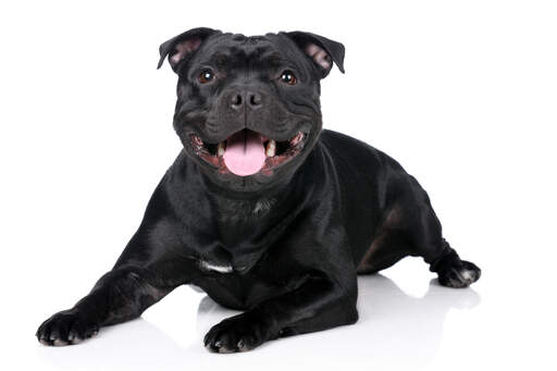 Een jonge volwassen staffordshire bull terrier met een mooie dikke, zwarte vacht