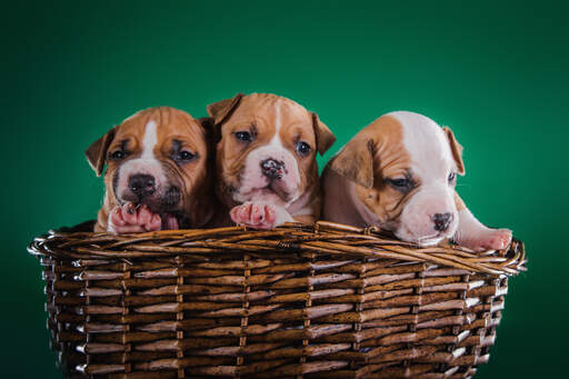 Twee prachtige kleine staffordshire bull terrier puppies in een mandje