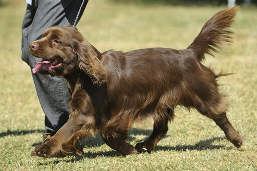 De prachtig zachte chocoladebruine vacht van een sussex spaniel