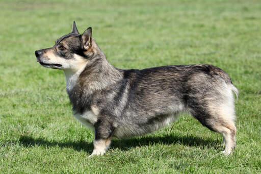 De ongelofelijke korte poten en de dikke, zachte vacht van een zweedse vallhund