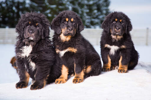 Drie mooie, jonge tibetaanse mastiffs zitten samen in de Snow