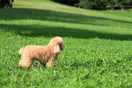 Een ongelooflijk kleine speelGoedpoedel puppy die hoog in het gras staat