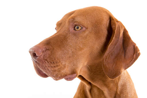 Een close up van een vizsla's rode kop en korte, strakke vacht