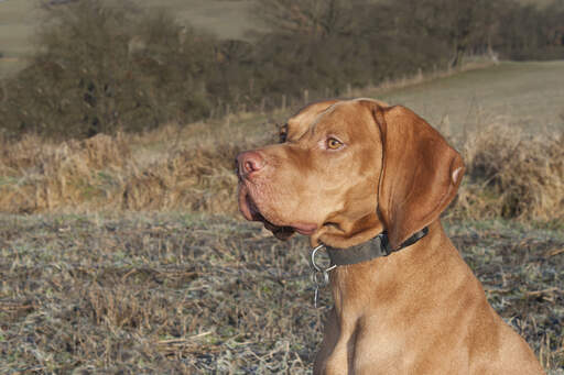 Een close up van een vizsla's sterke, strenge kop