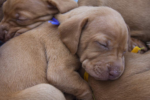 Een groep vizsla puppies die wat welverdiende rust krijgen 